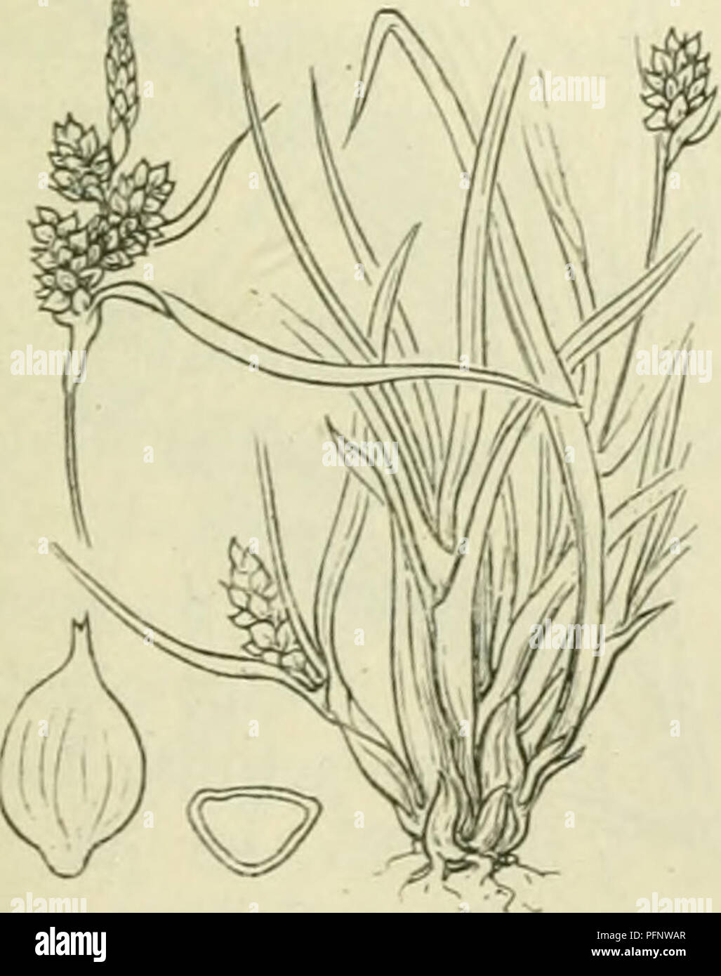 . De flora van Nederland. Plants. Carex flava /S. Oederi Fig. 831. 1) flava = geel. -) eu-flava = echt flava. ') Oederi = Oeder's.. Please note that these images are extracted from scanned page images that may have been digitally enhanced for readability - coloration and appearance of these illustrations may not perfectly resemble the original work.. Heukels, Hendrik, 1854-1936. Leiden : N. v. boekhandel en drukkerij voorheen D. J. Brill Stock Photo