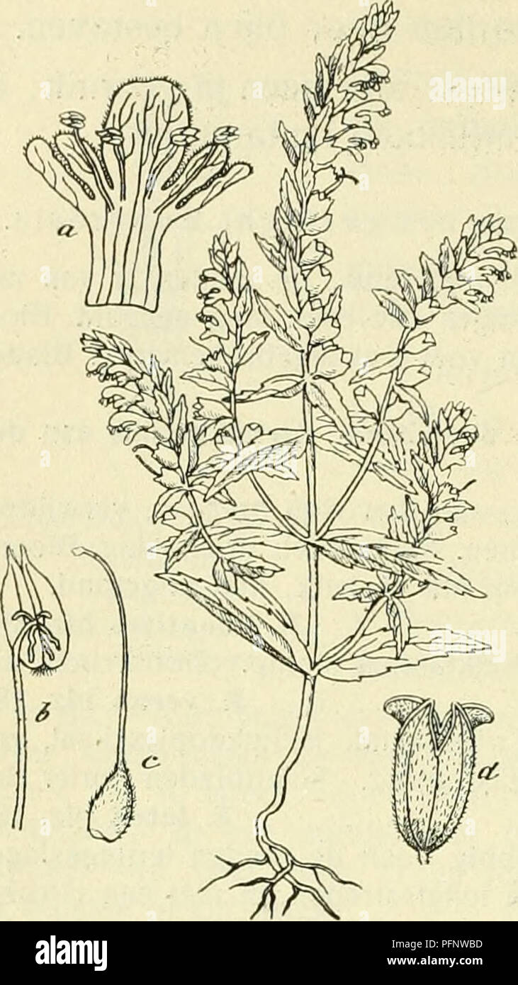 . De flora van Nederland. Plants. 184 — SCROPHULARIACEAE. FAMILIE 94.. Euphrasia Odontites Fig. 220. a bloem, opengesneden, b meeldraad, c stamper, d vrucht. ^.pe bloemen staan in lange, dichte, eenzijdige, overhangende trossen. De schutbladen zijn langwerpig-Iancetvorniig, verwijderd getand, langer dan de bloemen. De kelk heeft 3-hoekige, spitse tanden. De bloemkroon is donzig behaard, viiilrose, aan de keel donkerder, zelden wit. Zij heeft een rechtopstaande, afgeknotte boven- lip, terwijl de slippen der onderlip afgerond zijn, de middelste is eirond-langwerpig, de zijslippen zijn lijnvormig Stock Photo