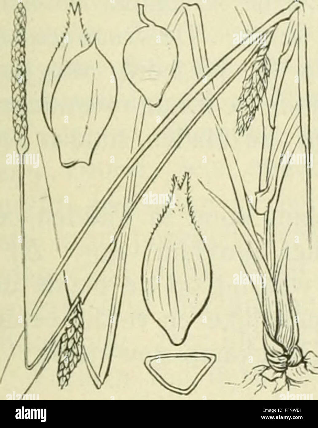 . De flora van Nederland. Plants. Carex strigosa Fig. 326. zaani even ina als ile iinitjes. Deze (fiÂ«. 32(5) zijn drickantit,'-Iancctvormitj;-ellipsoÃ¯discli, circa 3 mM lanj,', veelnervi.u, noiei(Jeliji&lt; in den zeer iiei&lt;notten snavel versmald. Het mannelijke aartje is los- bloemij;, smal, verlcn.ud, tof 5 cM lanf,', de kafjes zijn vaak iets bruinachtig'niet stevijje, groene middenstreep. De vruchten zijn zeer klein, nog niet 2 mM lang, eirond, driekanti.u. ^â . 6-10 dM. Mei, Juni. Voorkomen in Europa en in Nederland. De plant komt in Midden-Europa verspreid in bosschen op vochtige p Stock Photo