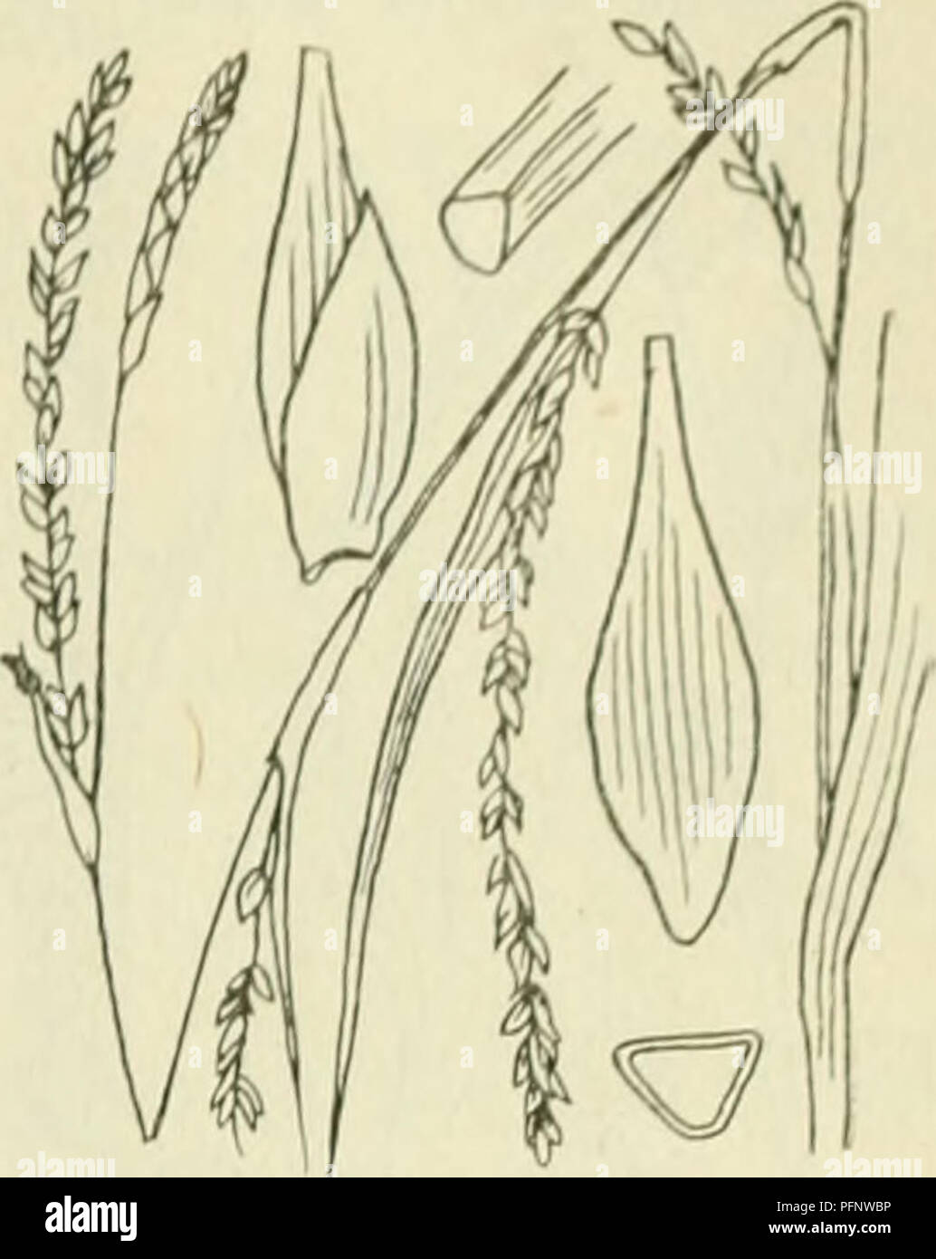 . De flora van Nederland. Plants. FAM1L11-: 17. â CYPERACEAE. 403. Carex strigosa Fig. 326. zaani even ina als ile iinitjes. Deze (fiÂ«. 32(5) zijn drickantit,'-Iancctvormitj;-ellipsoÃ¯discli, circa 3 mM lanj,', veelnervi.u, noiei(Jeliji&lt; in den zeer iiei&lt;notten snavel versmald. Het mannelijke aartje is los- bloemij;, smal, verlcn.ud, tof 5 cM lanf,', de kafjes zijn vaak iets bruinachtig'niet stevijje, groene middenstreep. De vruchten zijn zeer klein, nog niet 2 mM lang, eirond, driekanti.u. ^â . 6-10 dM. Mei, Juni. Voorkomen in Europa en in Nederland. De plant komt in Midden-Europa ve Stock Photo
