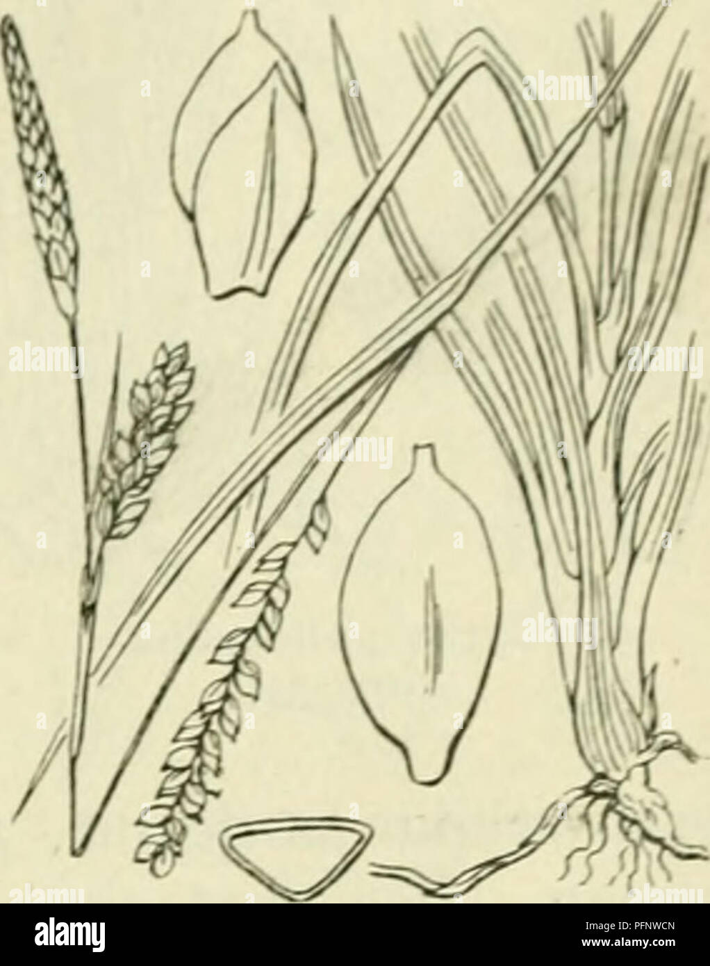 . De flora van Nederland. Plants. FAMILIE 17. CYPERACEAE. — 399. Carex panicea Fig. 320. Voorkomen in Europa en in Nederland. De plant komt in West-Europa in duinvalleien voor. Zij is bij ons vrij algemeen. C. panicea') L. Blauwe zegge (fig. 320). Deze soort is grijsgroen. Zij heeft een kraclitigen, aan den top vaak vrij dikken wortelstok. Deze is aan dien top meest dicht met de bruine, zelden witte, rafelende overblijfsels van afgestorven scheeden bezet en heeft uitloopers. De stengel is meest rechtopstaand, glad, alleen beneden bebladerd. De onderste bladen hebben bruine, niet rafelende sche Stock Photo