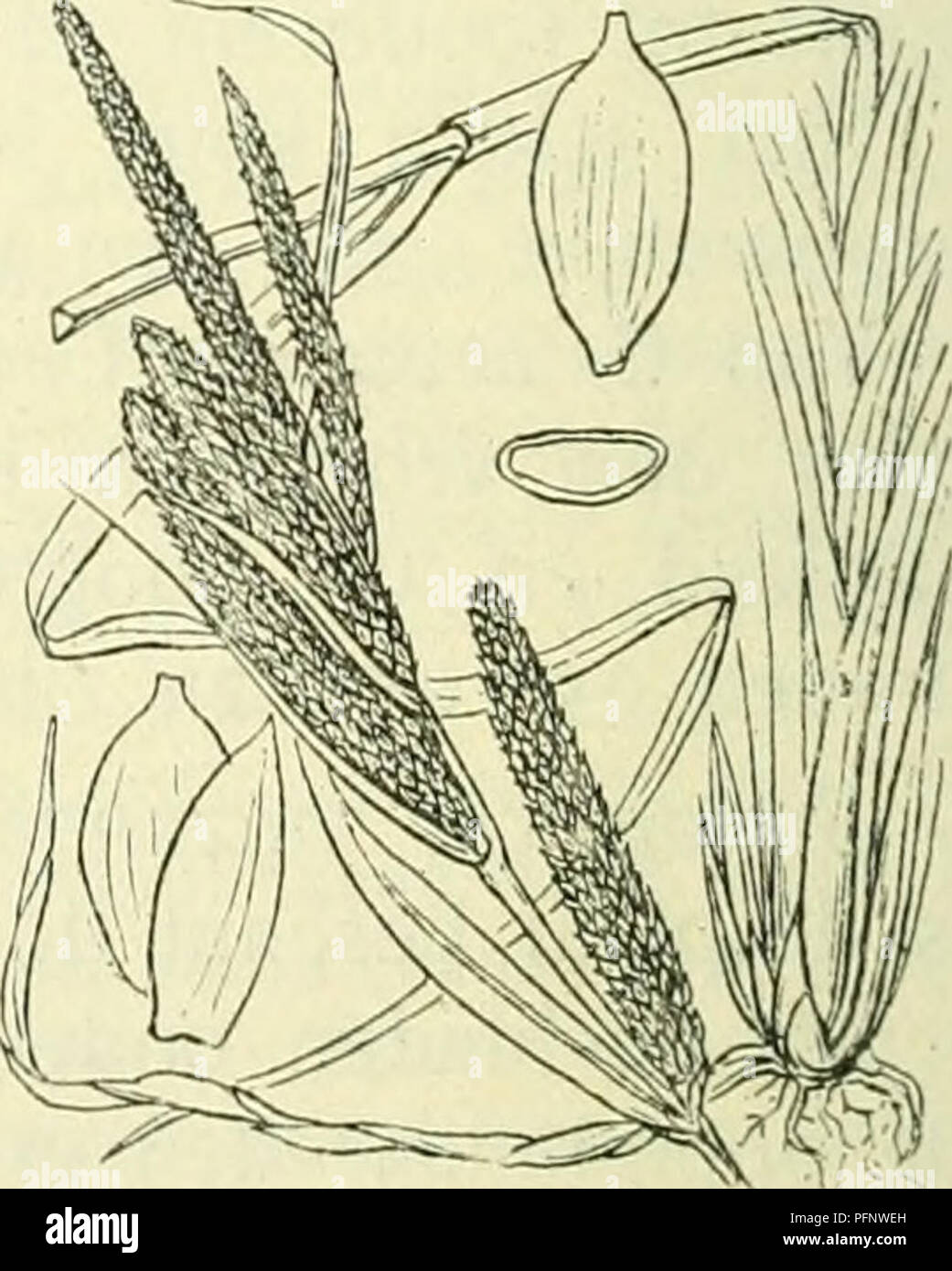 . De flora van Nederland. Plants. Carex caespitosa Fig. 309. A B C D. Dealen der plant, / manne- lijke bloem met kafje, 2, 3 vrouwe- lijke bloemen met kafje, 4, 5 urntje met en zonder kafje, ti rijpe vructit. C. acütai) L. (C. gracilis-) Curt.). Scherpe zegge (fig. 310). Deze plant is meest grasgroen en kaal. Zij heeft een wortelstok met lange, kruipende uitloopers. De stengel is stijf rechtopstaand, aan den top reeds voor den bloeitijd overgebogen. scherpkantig, ver naar beneden ruw. De onderste bladen hebben lichtbruine, vaak purperkleurig aangeloopen, niet rafelende scheeden en meest breede Stock Photo