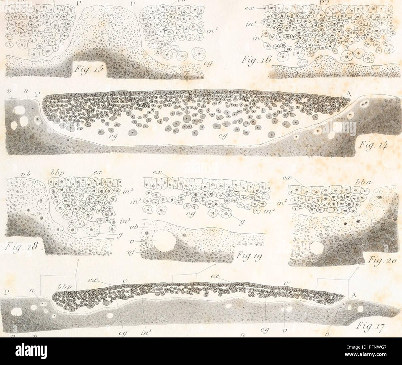 Birdcell Mathias Duval's study focuses on the formation of the blastoderm in ...