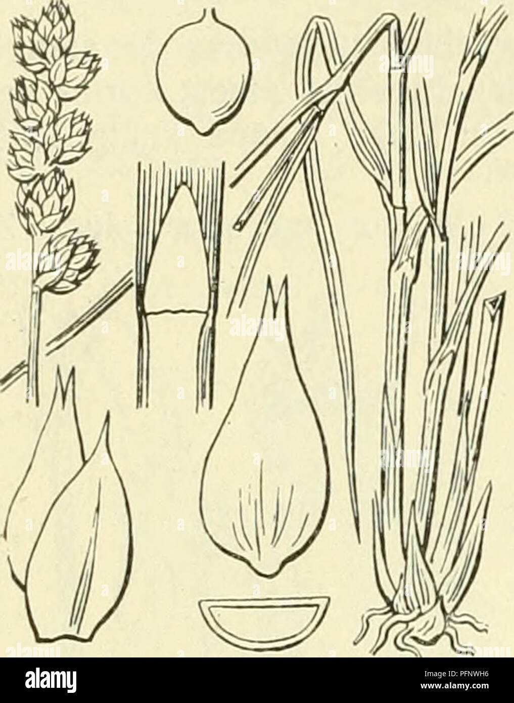 . De flora van Nederland. Plants. 384 CYPERACEAE. FAMILIE 17.. Carex muricata Fig. 297. C muricata ')L. Stekelzegge (fig. 297). Deze plant is kaal, grasgroen en dicht zodenvormend. De wortelstok is vrij dik, zeer krachtig, bezet met zwartbruine, vezelige overblijfsels van scheeden. De stengel is aan den voet ook met dergelijke overblijfsels, soms bijna wollig bezet, is rechtopstaand of schuin opstijgend, alleen beneden bebladerd, driekantig met platte zijvlakken, alleen boven ruw. De onderste bladen hebben vuilbruine scheeden en vrij smalle, meest niet meer dan 3 niM breede, weinig tot tamelij Stock Photo