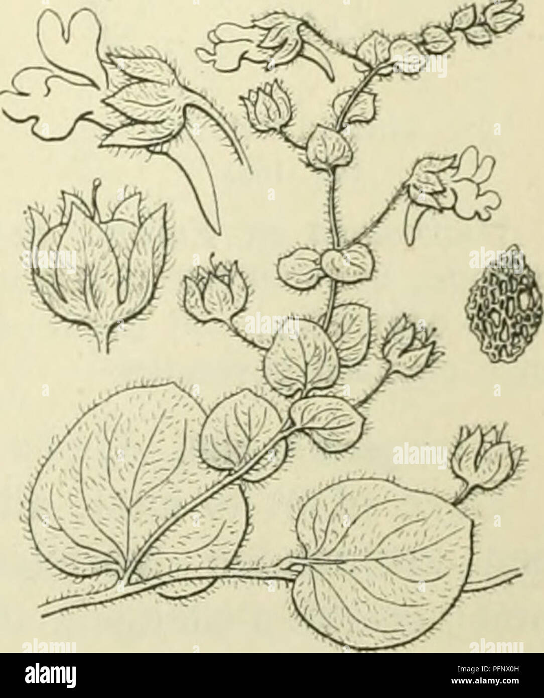 . De flora van Nederland. Plants. Linaria Elatine Fig. 164.. Linaria spuria Fig. 165. 1) Elatine = spar. -) spuria = valsch.. Please note that these images are extracted from scanned page images that may have been digitally enhanced for readability - coloration and appearance of these illustrations may not perfectly resemble the original work.. Heukels, Hendrik, 1854-1936. Leiden : N. v. boekhandel en drukkerij voorheen D. J. Brill Stock Photo