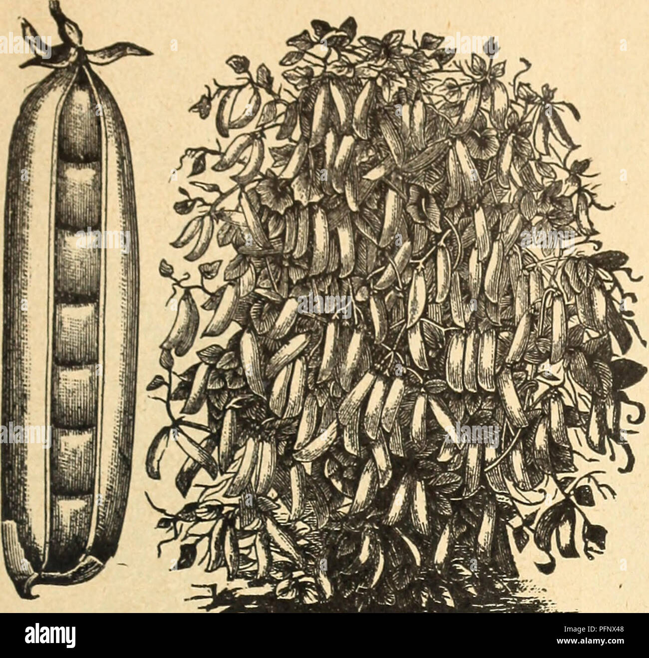 . DeJong Floral and Seed Co. Nurseries (Horticulture) Iowa Catalogs