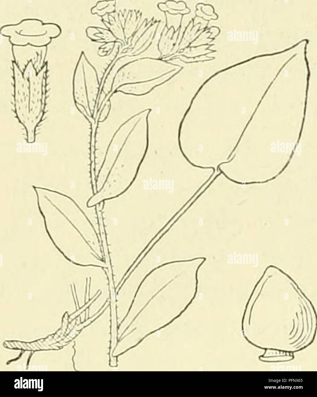 . De flora van Nederland. Plants. 96 — BORAGINACEAE. — FAMILIE 92.. Pulmonaria officinalis Fig. 118. maal zoo lang als breed, ten slotte langer dan de stengel, steeds wit gevlekt. Stengel- bladen half stengelomvattend. Vruchtjes sterk samengedriikt met een kamvormigen rand aan den top P. longifolia biz. 97. P. officinalis 1) L. Longkruid (fig. 118). Bij deze plant zit de wortelstok scheef in den bodem en draagt toege- spitste, langgesteelde bladen met een gevleugelden steel. De onderste dezer bladen zijn hartvormig-eirond (fig. 118), de hoogere eirond-lancetvormig met afgeronden voet. Aan den  Stock Photo