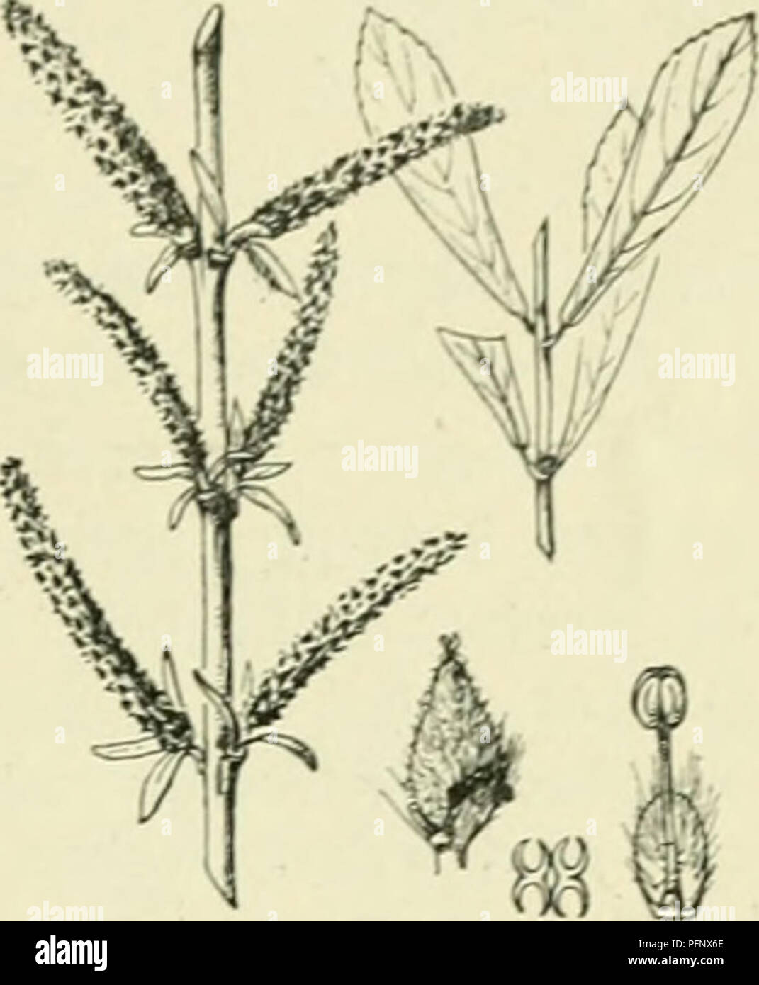 . De flora van Nederland. Plants. FAMILIE 25. — SAÜCACEAE. 35. Saliz purpurea Fig. 32. bool van rouw), doch alleen vrouwelijke exemplaren. Men beweert, dat alle exemplaren in Europa afkomstig zijn van een takje, dat in een mand gevlochten was en door den Engelschen dichter Pope in het begin der 18e eeuw werd geplant. S. purpurea'j L. Bittere wilg. (Fig. 32). Deze heester of boom heeft taaie, dunne, buigzame, glanzende takken, die geelachtig of rood zijn aangeloopen. De binnenschors is des zomers citroengeel. De knoppen zijn kaal. De bladen zijn omgekeerd lancet- tot lijn-lancetvormig (1 :5 a8) Stock Photo