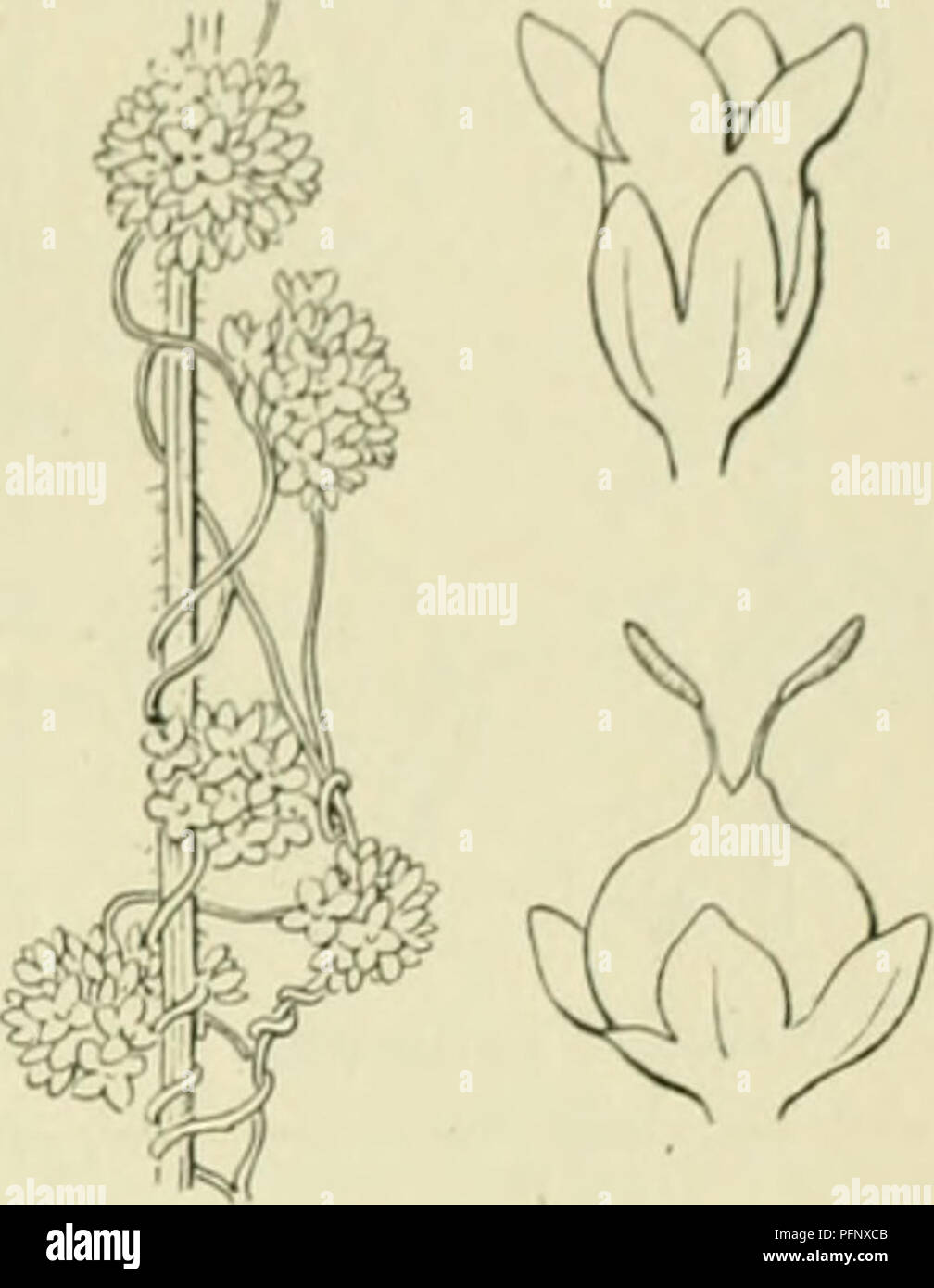 De Flora Van Nederland Plants Familir A Convolvulaceae A 7a Cuscuta Europaea Fig 84 C