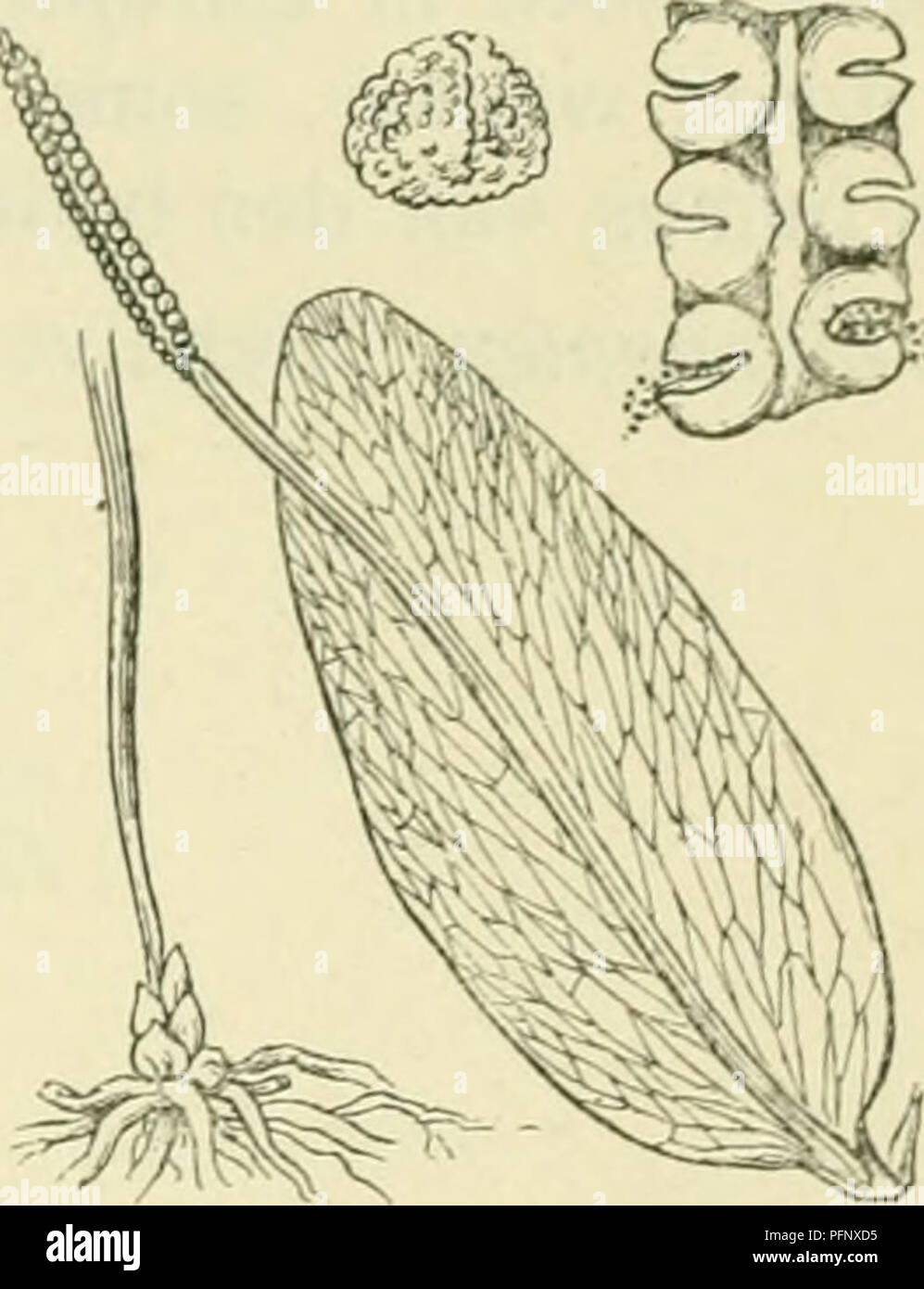 Bladmoes hi-res stock photography and images - Alamy, image size:997x1390