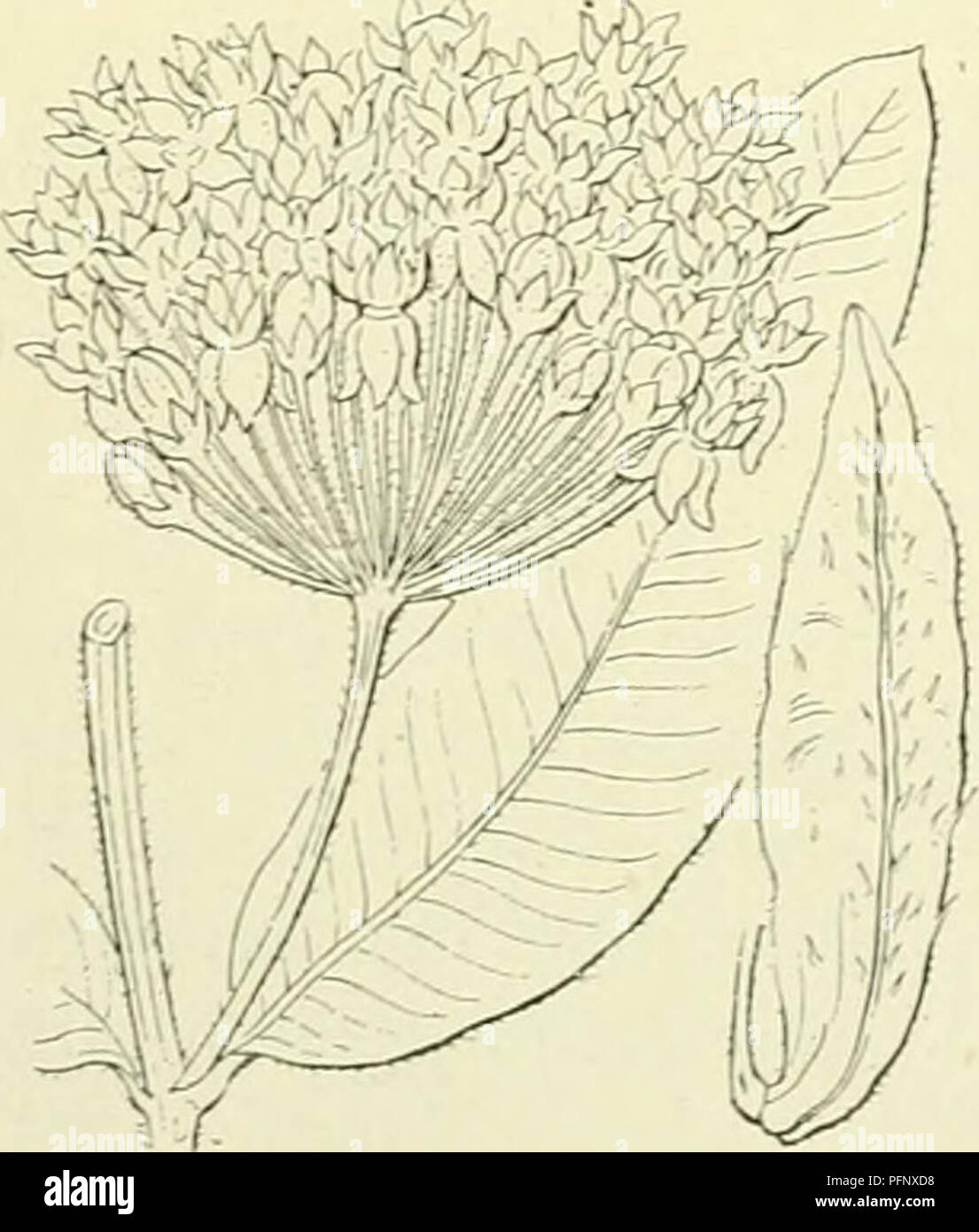 . De flora van Nederland. Plants. Vincetoxicum officinale Fig. 76.. 9 Asclepias ^) L. (A. syriaca 'â ) L). Z ij d e p 1 a n t Asclepias cornuti Fig. 77. A. cornÃ¼ti â &quot;') Dcsne. (fig. 77). Deze plant heeft een ver voortkruipenden wortelstok en een rechtopstaanden stengel, zonder bebladerde takken, die boven, evenals de stelen der bijschermen, grijs kort behaard is. De bladen zijn groot, meest tegenoverstaand, kort gesteeld, elliptisch, stompachtig met een stekelpunt, van onderen grijsviltig, met tal van zijnerven, die over- dwars evenwijdig zijn. De bloemen staan schijnbaar in gesteelde s Stock Photo