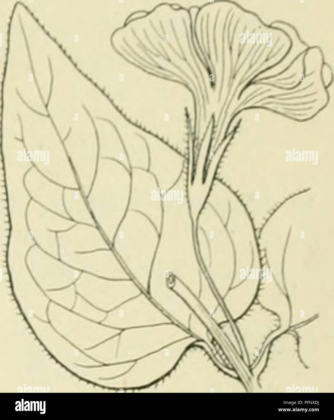 This Dutch text discusses the Asclepiadaceae family of plants and their seed distribution, which primarily occurs via ants such as Temnothorax caespitum. It mentions the plant’s prevalence in forests across Europe, especially in Central and Southern Europe, and suggests that it is often found as a naturalized ornamental species in the Netherlands. Stock Photo