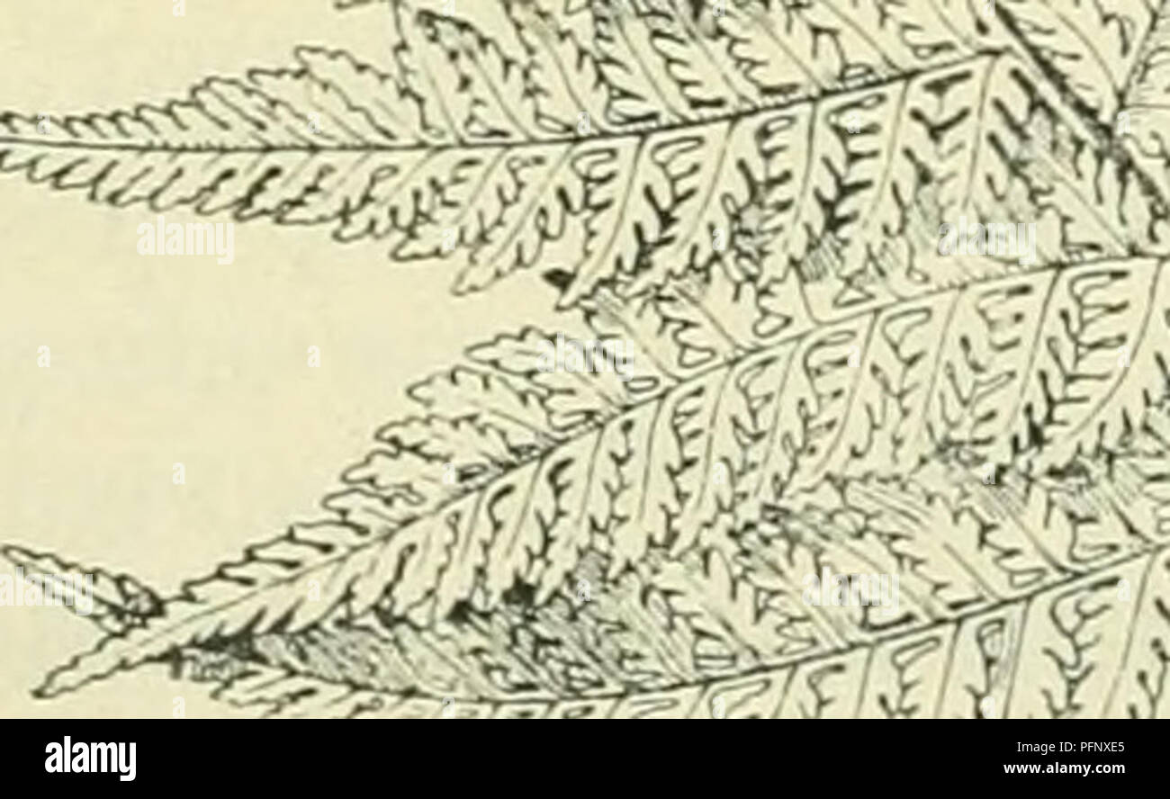 . De flora van Nederland. Plants. Asplenium Adiantum nigrum. Fig. 134. A. Filix fémina') Roth (fig. 135). Deze soort (Asplenium Filix fémina Bernh.) Wijfjesvaren. heeft een dikken wortelstok. De bladen zijn meest teer en ^ zacht, kort gesteeld, langwerpig, toege- spitst, aan weerszijden versmald, dubbel gevind met vinspletige blaadjes der 2e orde, zeldzamer drievoudig gevind. De bladsteel draagt eenige schubben. De blaadjes der Ie en 2e orde staan afwis- selend, zijn lancetvormig, bijna zittend, toegespitst, de slippen zijn langwerpig, getand, stomp. De bladen sterven in het najaar af. De vruc Stock Photo