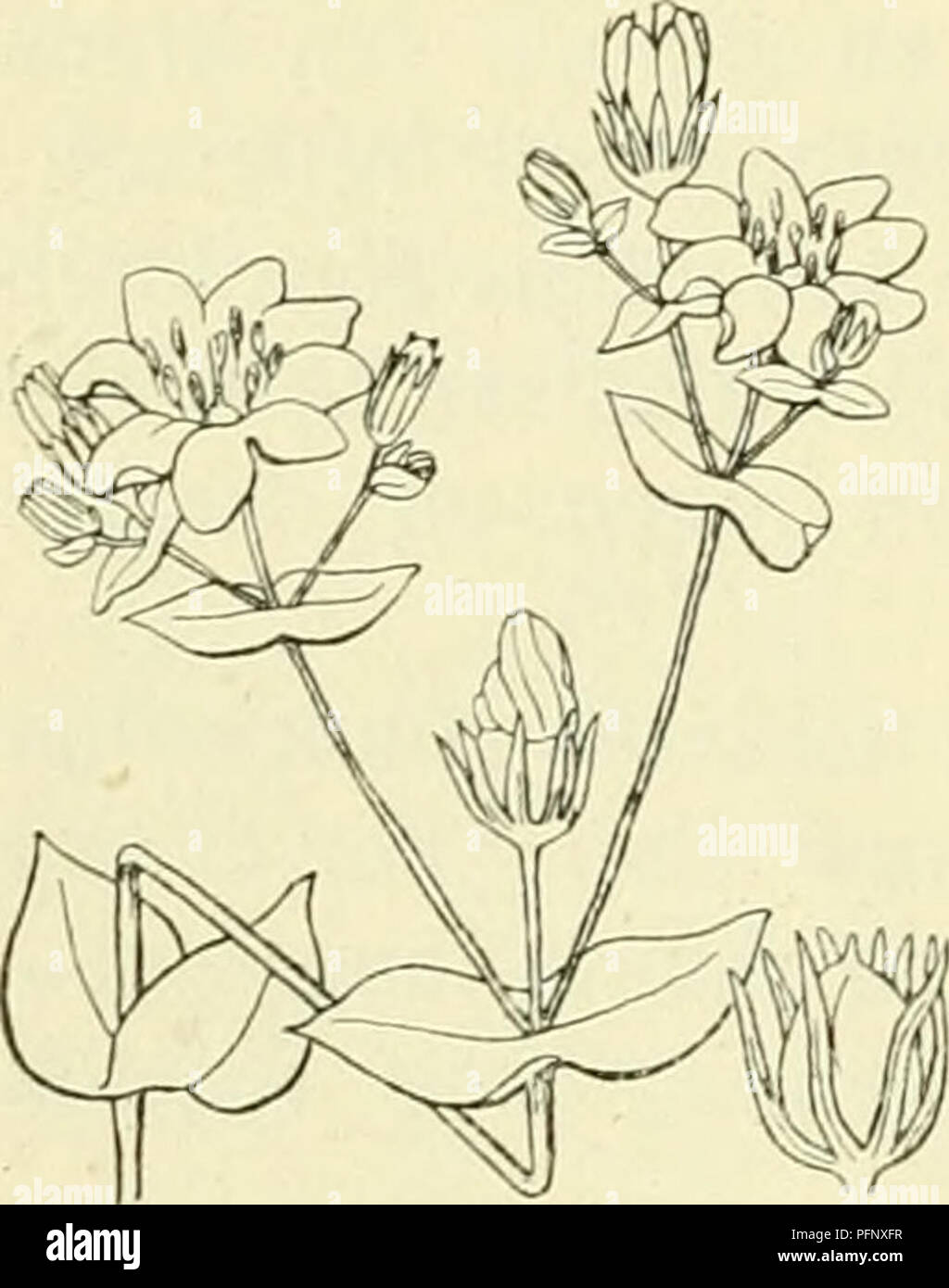 Chlora High Resolution Stock Photography and Images - Alamy