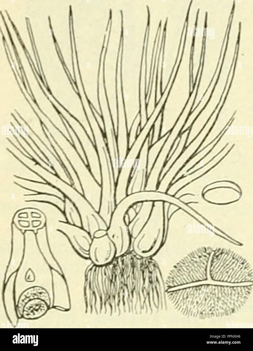 . De flora van Nederland. Plants. Isoetes lacustris Fig. 117. I. echinÃ³spora') Durieu. Stekelspoor-biesvaren (fig. 118). Bij deze ondergedoken waterplant is de stengel tot 12,5 mM dik en 2-lobbig. De bladen zijn 5-12 cM lang, geleidelijk in een fijne spits versmald, slap (bij het uittrekken uit het water in bundels aan elkaar klevend), lichtgroen. Het dekvliesje is onvolledig. De macrosporen (fig. 118) zijn bolrond, kleiner dan bij de vorige, dicht met kegelvormige, vaak iets samengedrukte, spitse of afgeknotte, zeer brosse stekels bezet. De microsporen (fig. 118) hebben uitstekende kammen me Stock Photo