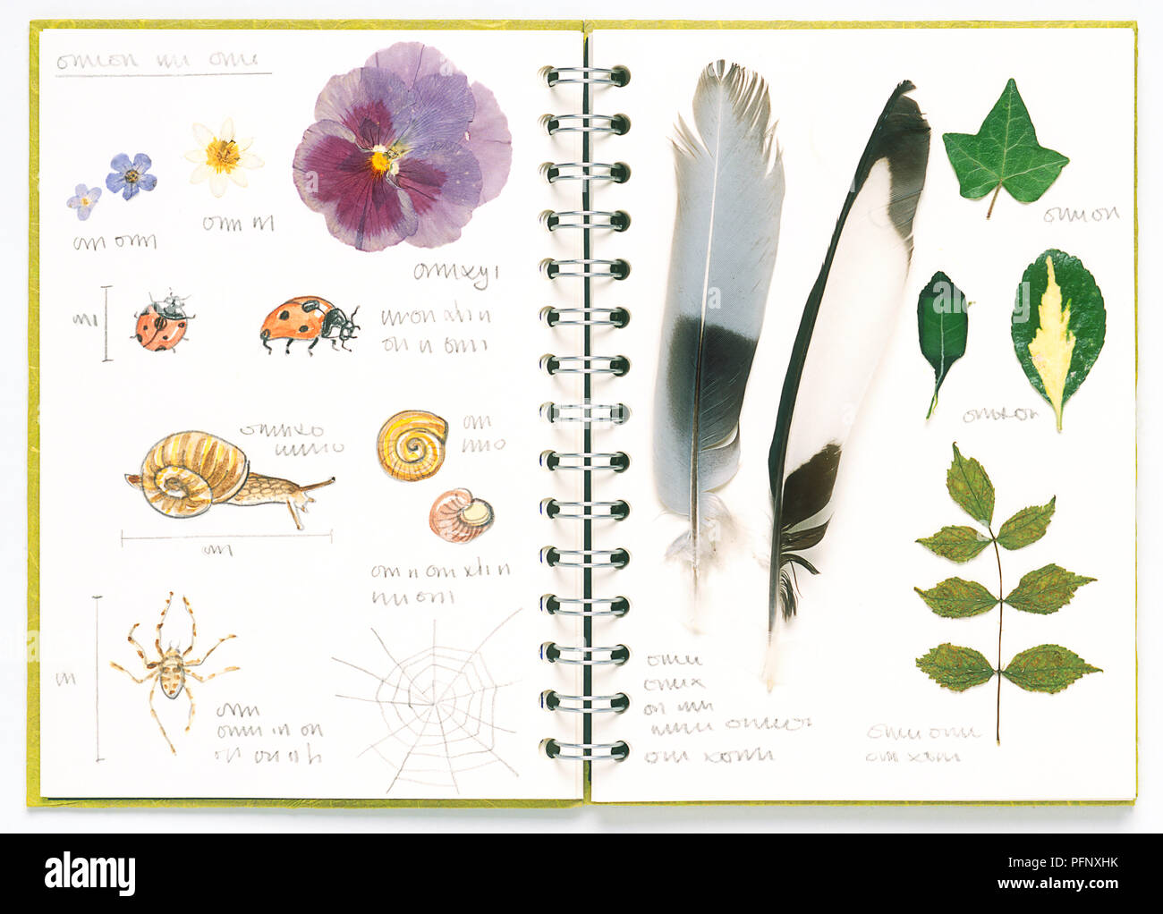 Spiral notebook, containing samples of feathers and leaves, and drawings of flowers, insects and snails Stock Photo