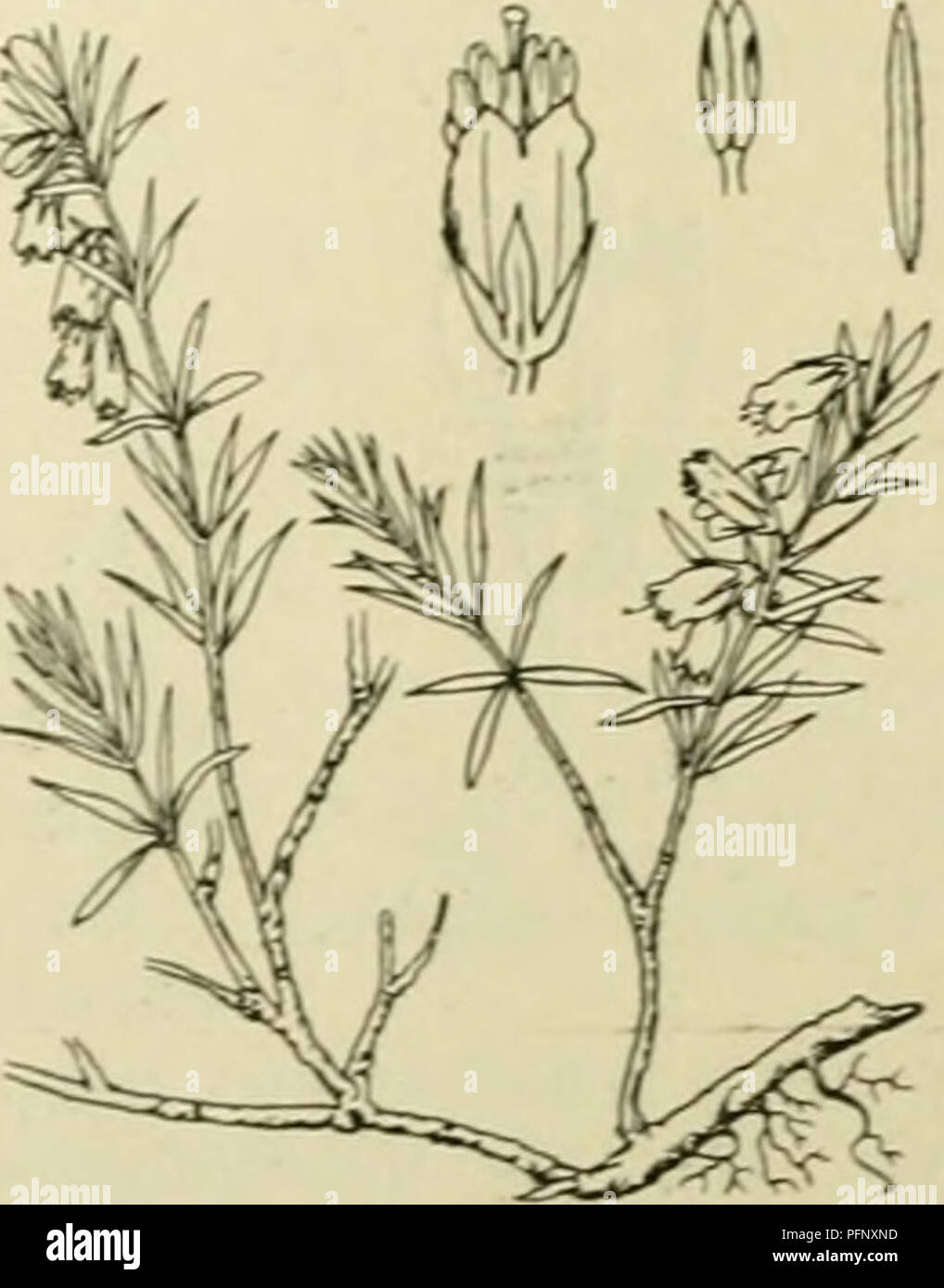. De flora van Nederland. Plants. Erica Tetralix Fig. 24. b. Hclmknopjcs in do liloeinkroon innesloten, op de ruKzijdc aan de helmdraden be- vestigd. Bloemen roodviolet, in kransen staand en vericnjjde trossen vormend. Bloomkroon 5-7 niM lan.t;. Stijl weinig uitstekend K. cluerea biz. 24. E. Tetralix') L. Dopheide (fig. 24). Deze plant is een rechtopstaande, vertakte, dicht bebladerde heester. De stengel is bruin gekleurd, de jonge takken zijn bruinrood, met fijne witte viltharen en enkele klier- haren bekleed. De bladen staan in kransen van 4(-3), zijn lijnvormig-langwerpig tot lijnvormig, 4  Stock Photo