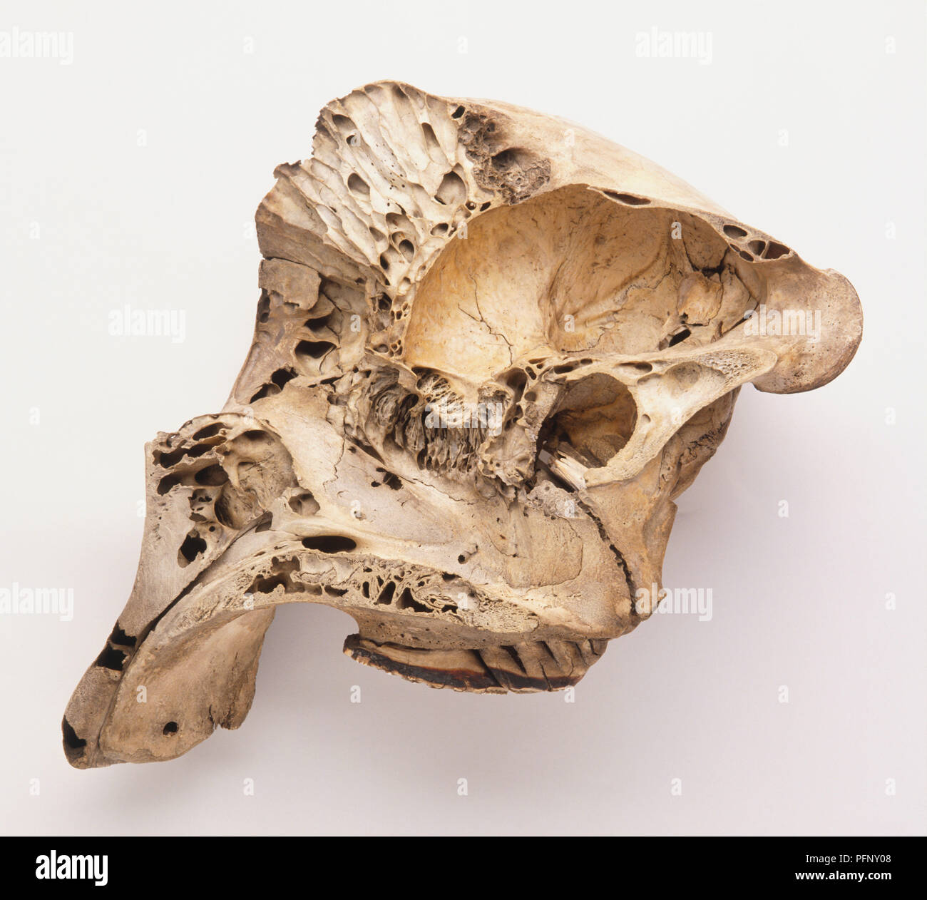 Loxodonta africana, african elephant skull in side view that has been cut vertically in the midline, showing the honeycomb structure that reduces the weight, and the brain cavity. Stock Photo