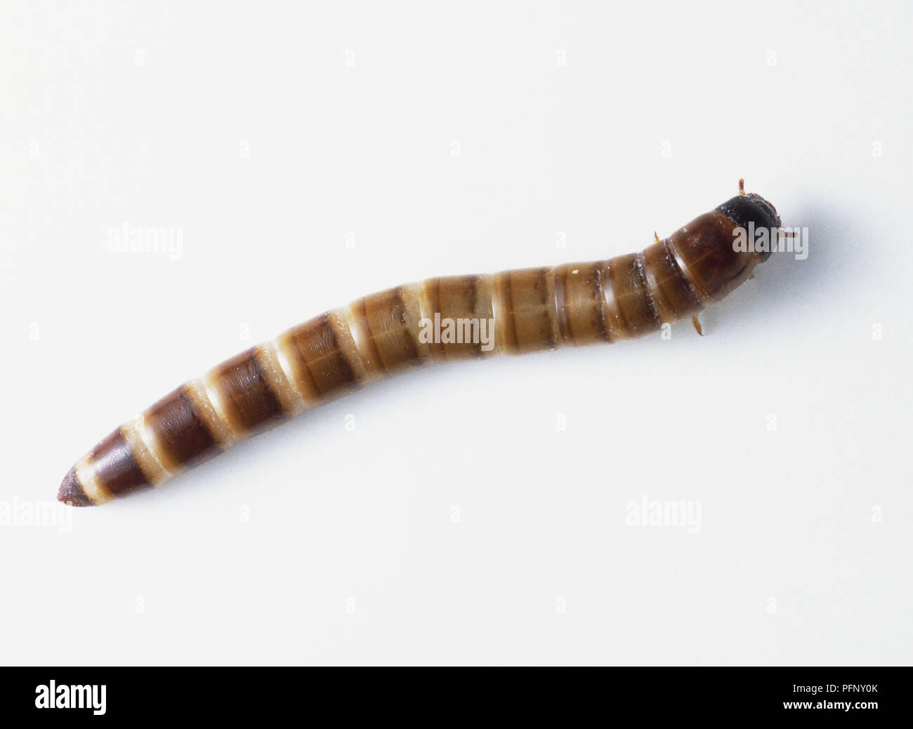 Mealworm Beetle Grub (Tenebrio molitor), close up Stock Photo