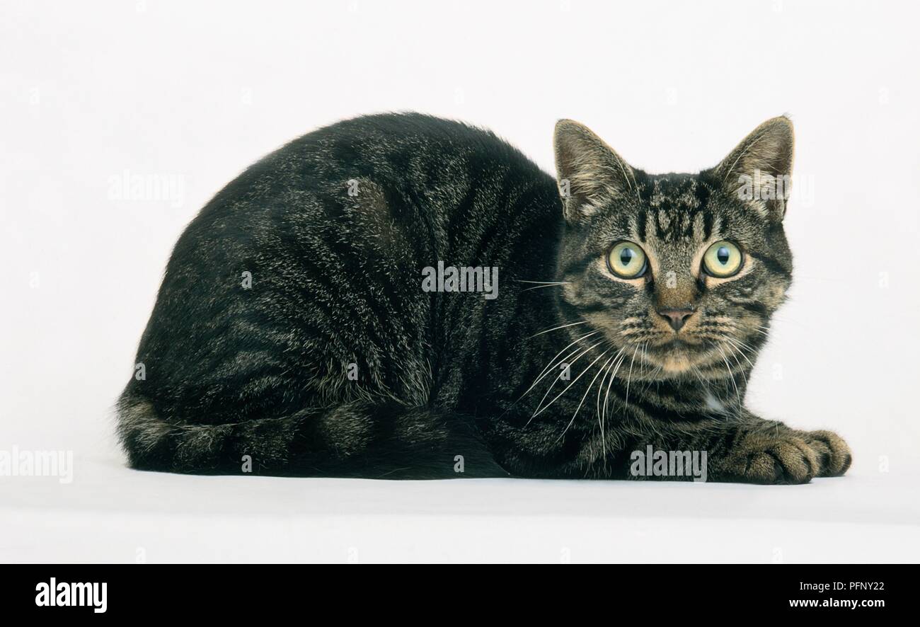 Short Hair Brown Mackerel Tabby Cat Stock Photo 216226474 Alamy