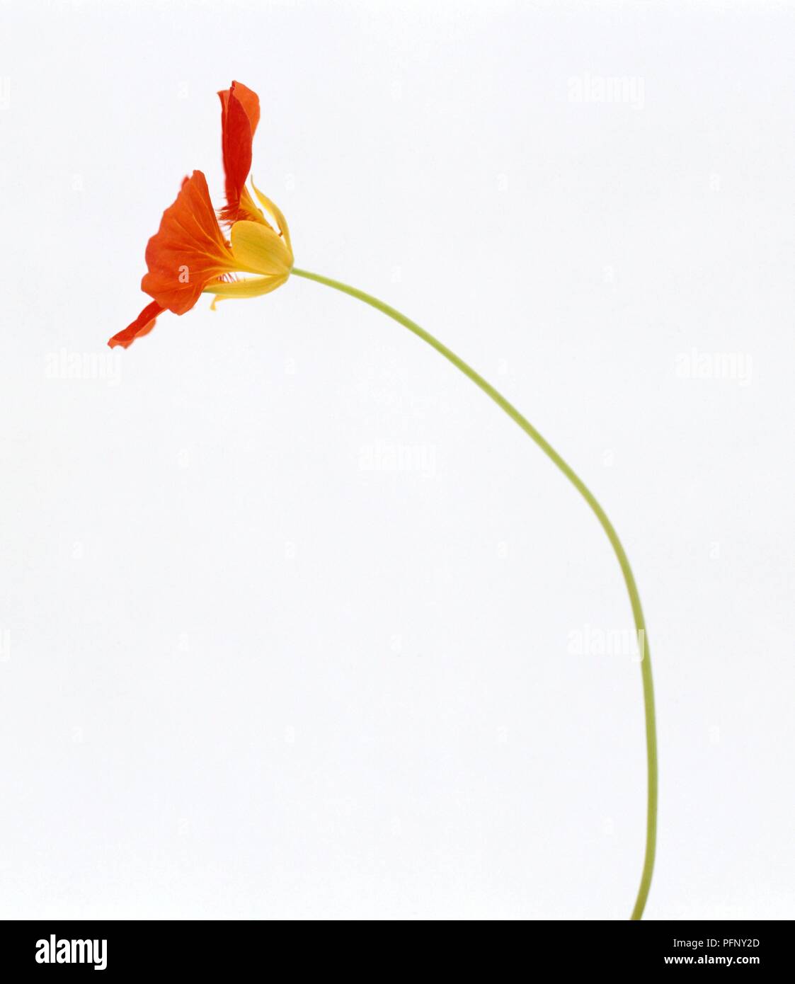 Opening petals of nasturtium flower on long stem Stock Photo