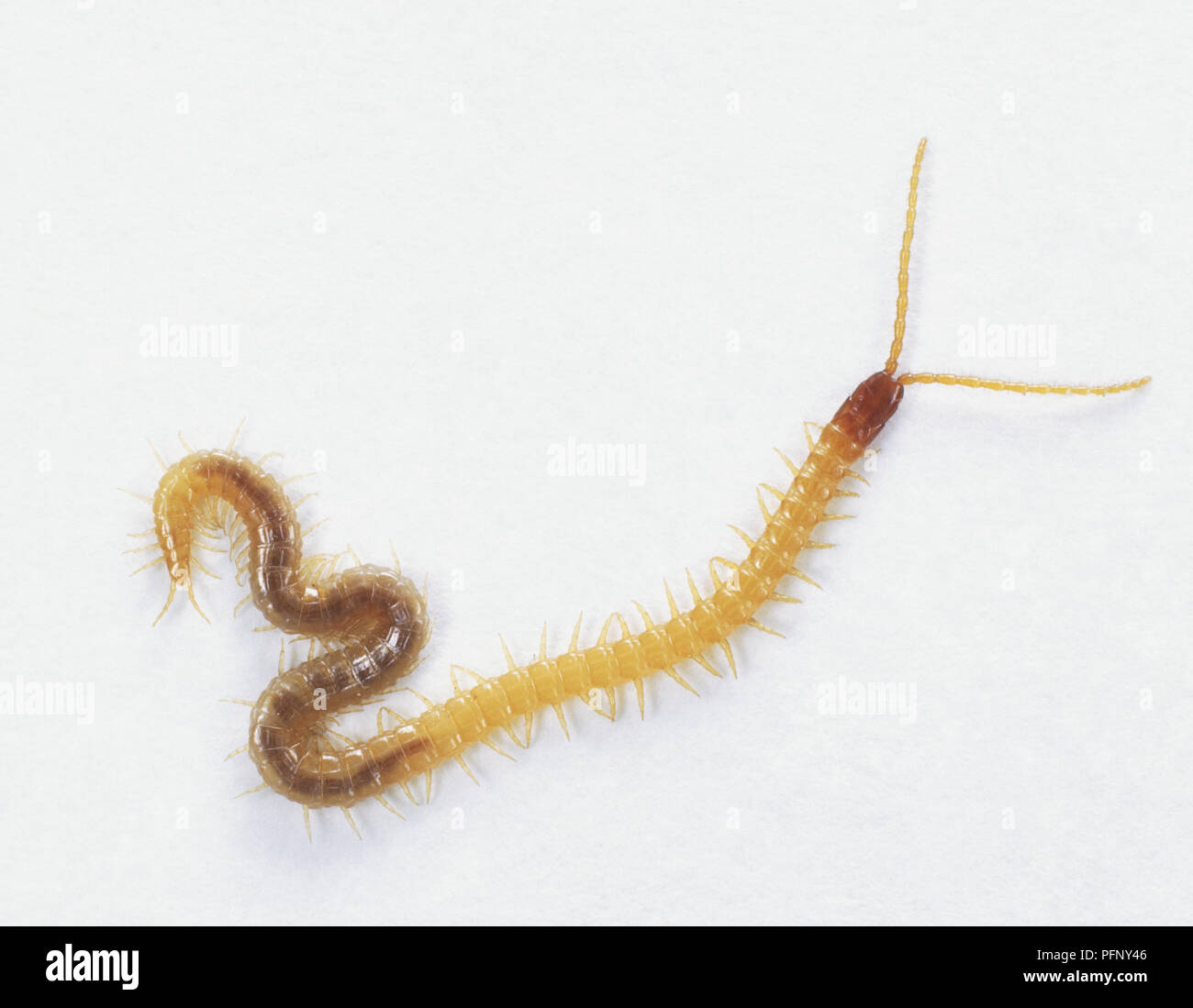 Centipede (Chilopoda) with its back end curled up, view from above Stock Photo