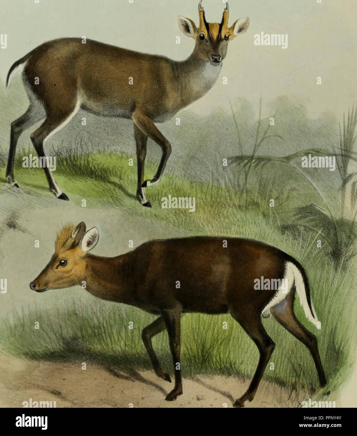 This book provides a comprehensive history of the Cervidae family ...