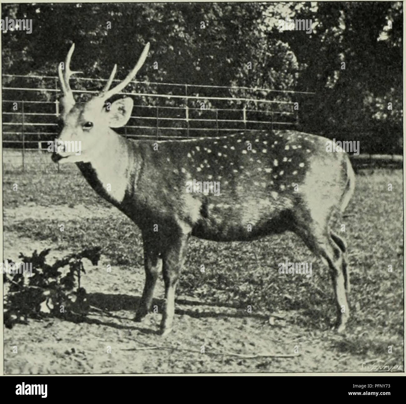 What is a group 2024 of deer called