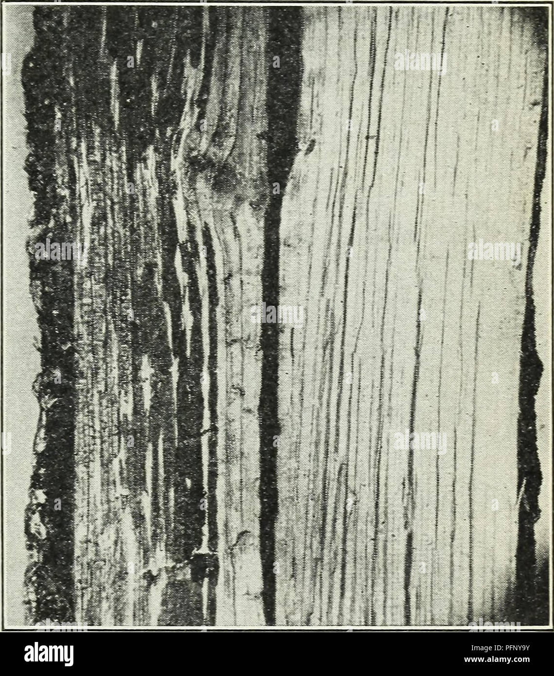 . Defects in timber caused by insects. Wood; Forest insects. DEFECTS IX
