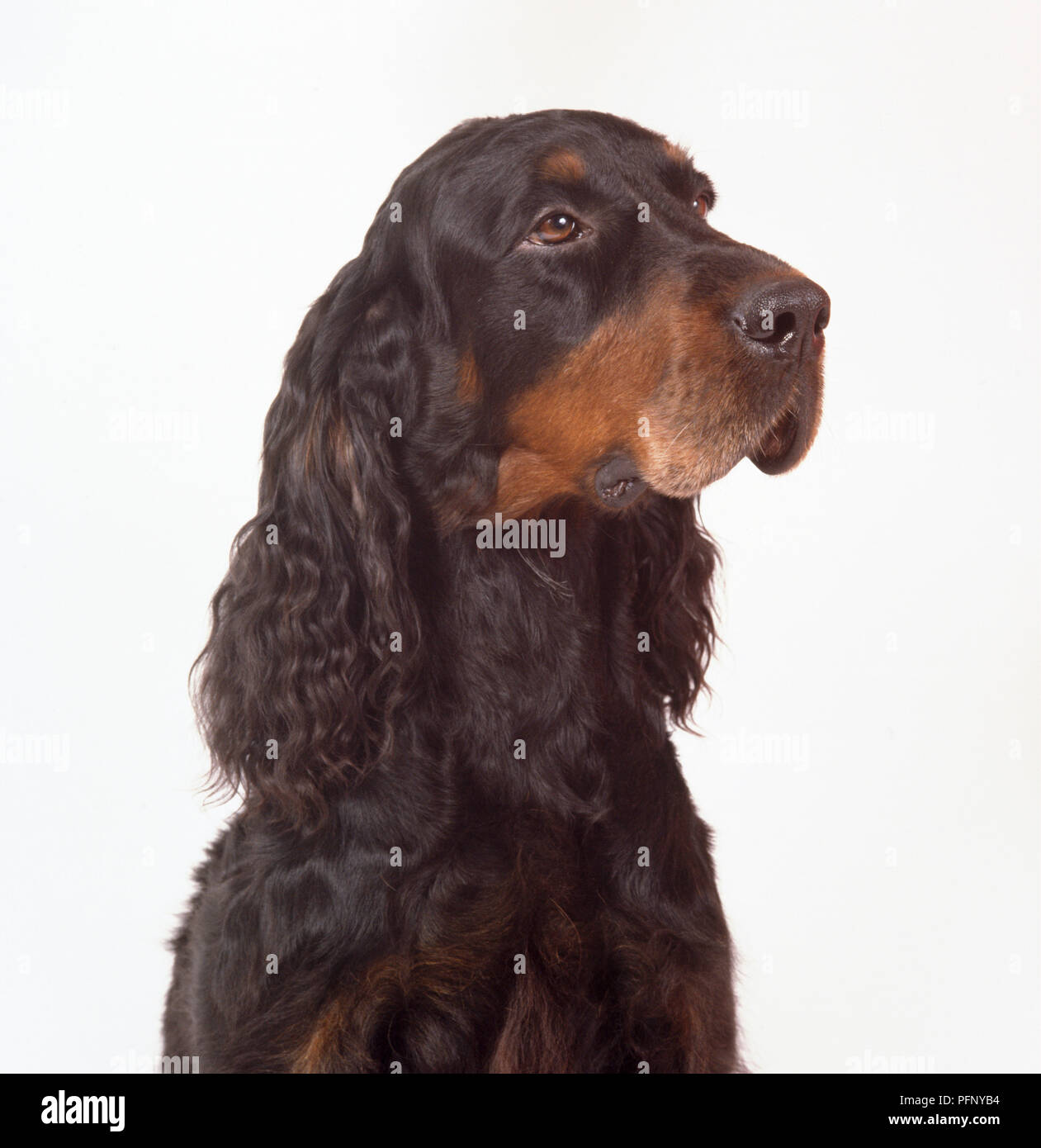 A Handsome Gordon Setter With A Black Coat A Tan Muzzle And Wavy Haired Ears Head And Neck Only Stock Photo Alamy