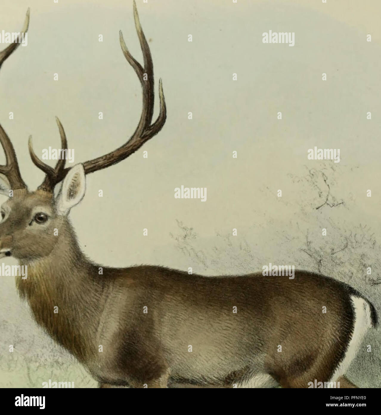 Hangul deer hires stock photography and images Alamy