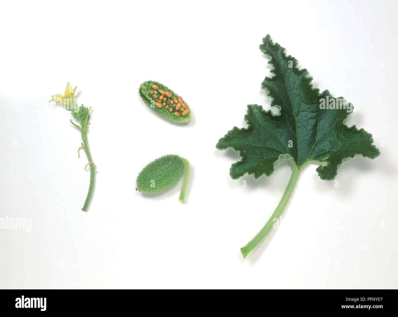 Ecballium elaterium (Squirting cucumber), leaf, flower, seed pod and seeds Stock Photo