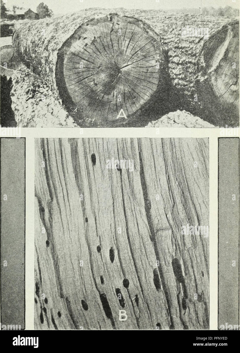 . Defects in timber caused by insects. Wood; Forest insects. DEFECTS IN