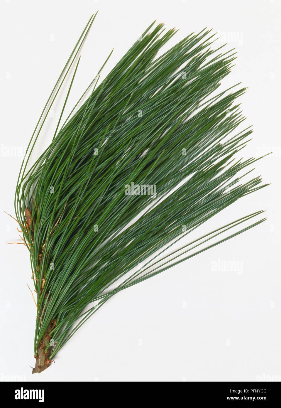 Pinaceae, Mexican White Pine, Mexican White Pine, brey stem with very long, needle-like, curved leaves drooping on shoots. Stock Photo