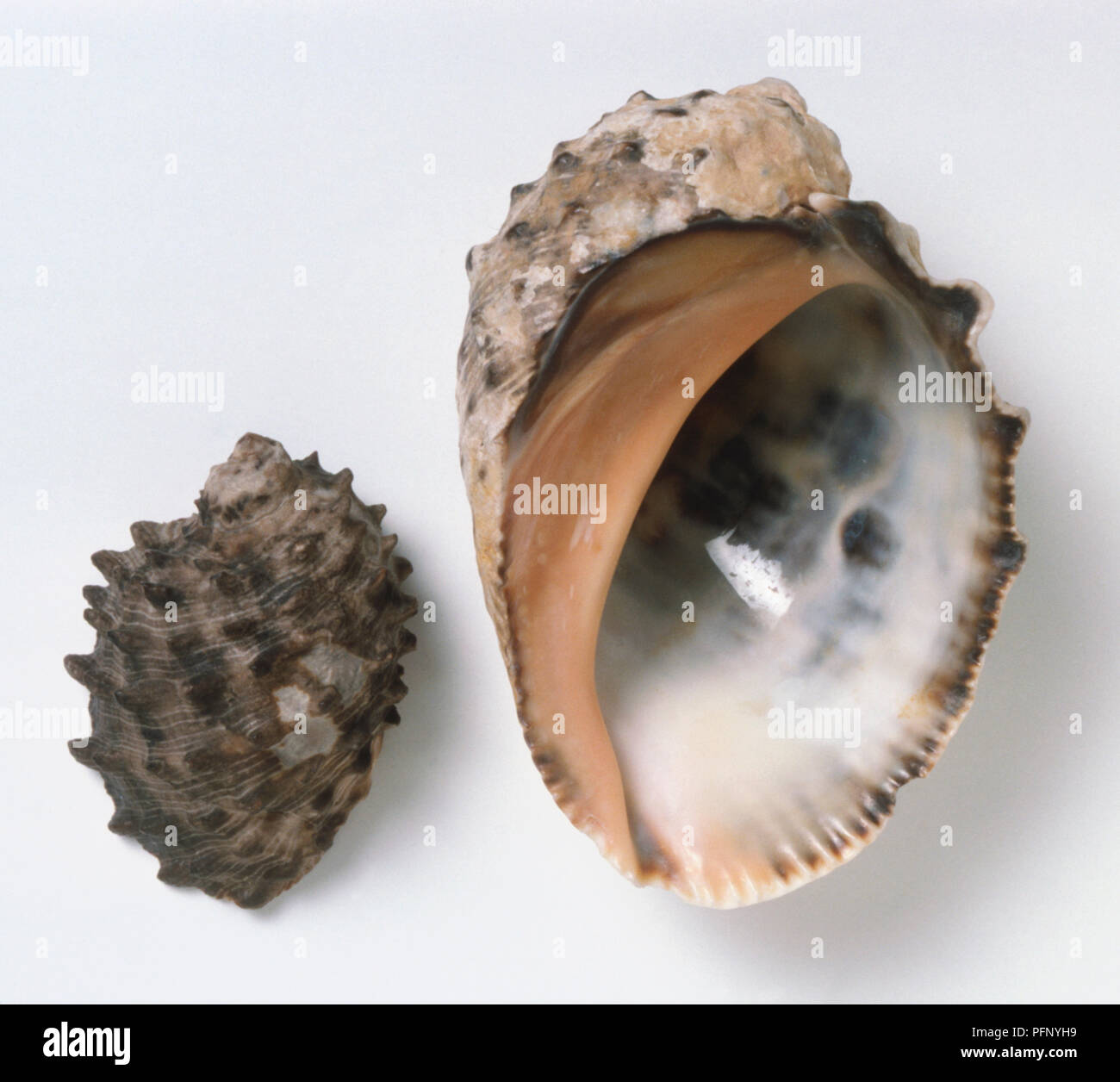 Purpura patula, Wide Mouthed Purpura Shell, above view of two shells, one top view with rough dark grey nobbly surface, the other underside view of the glossy shiny interior of the shell with pink and cream colours. Stock Photo