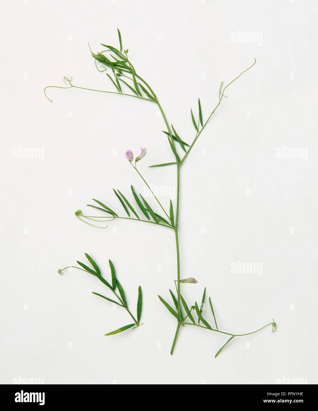 Vicia tetrasperma (Smooth tare), stem with leaves and flowers Stock Photo