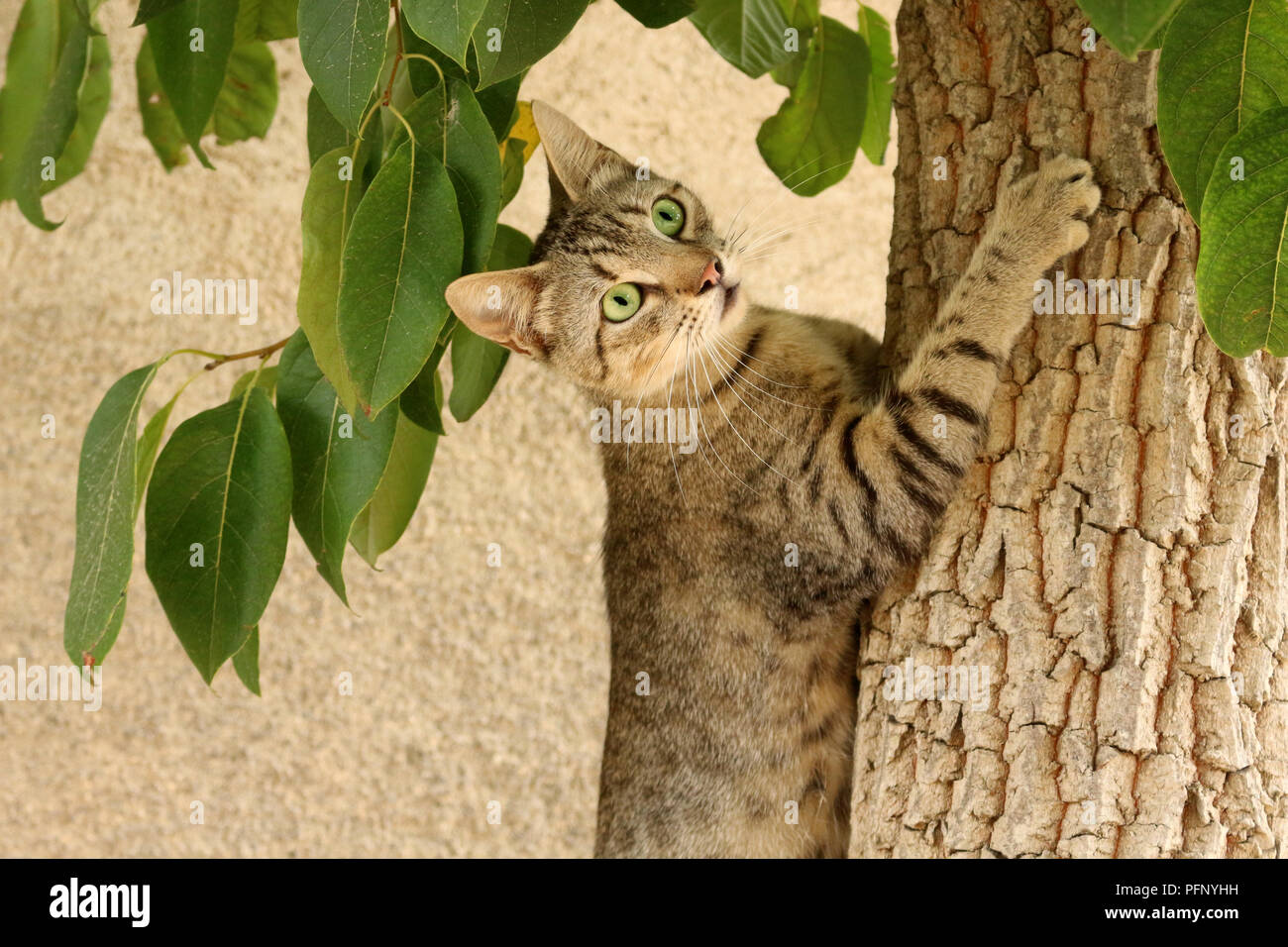 domestic cat, black tabby, climbing a tree Stock Photo