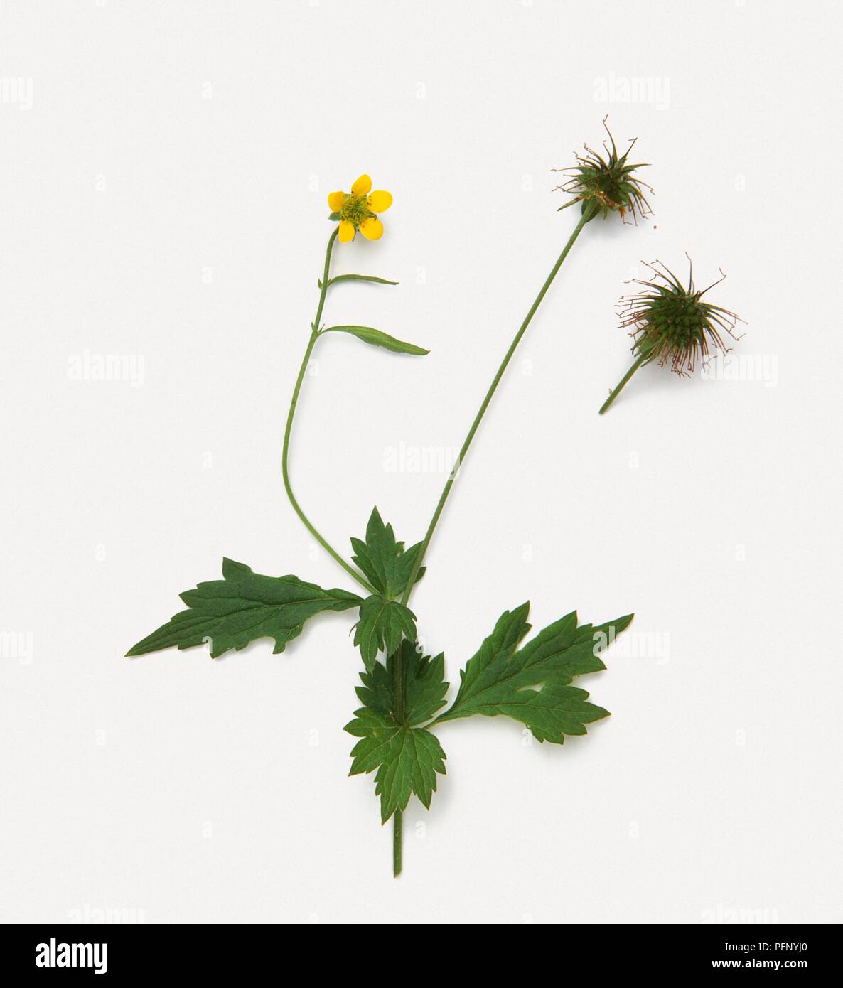 Geum Urbanum Herb Bennet Or Wood Avens Stems With Leaves Flower And Fruit Stock Photo Alamy