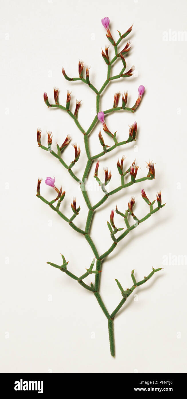 Limonium articulatum stem with short segments arranged at angles zigzagging, with small pink flowers. Stock Photo
