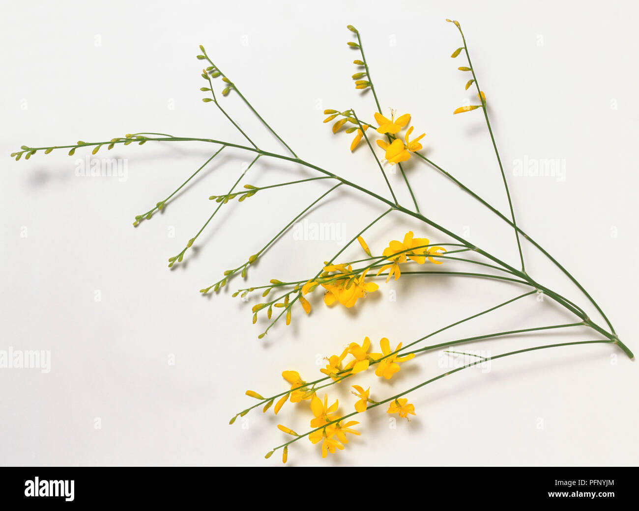 Leguminosae, Genista aetnensis, Mount Etna Broom, fragrant golden flowers borne on slender, leafless shoots. Stock Photo
