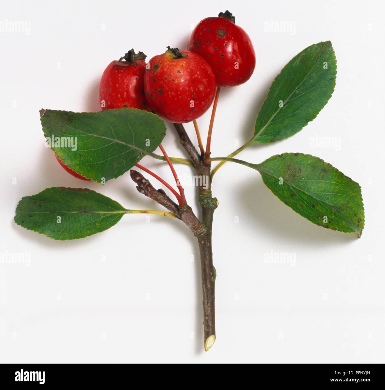Rosaceae, Malus prunifolia, dark stem with eliptic leaves and red fruits with persistent sepals. Stock Photo