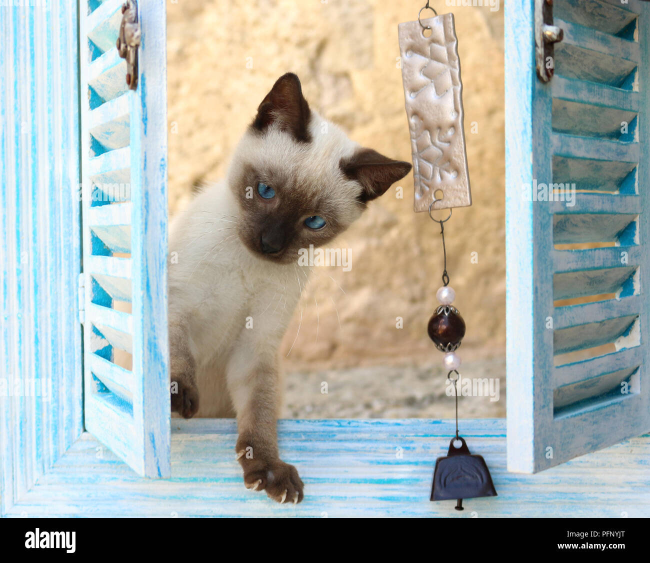 siamese kitten, thai, 10 weeks old Stock Photo - Alamy