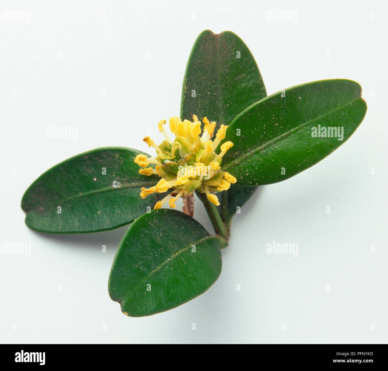 buxus sempervirens flowers cyme buxus sempervirens flowers cyme