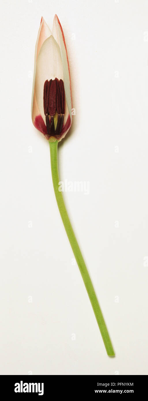 Tulipa clusiana, cross-section of a white and purple lady tulip. Stock Photo