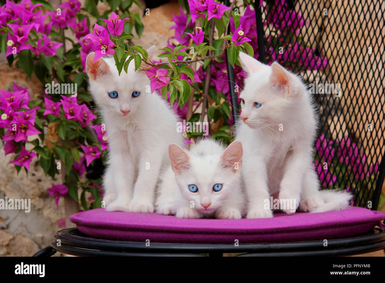 3 white kittens, 2 month old, sitting on a garden chair Stock Photo