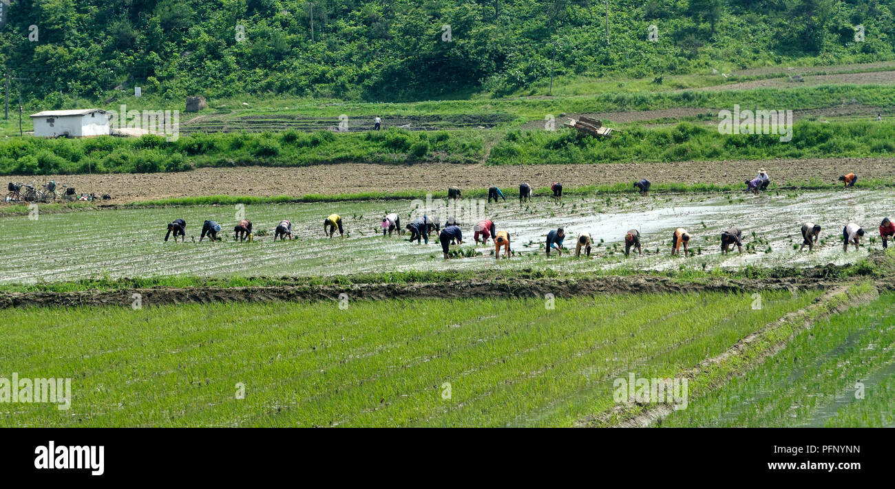 Wide angle of workers toiling in hard conditions in the rice fields of