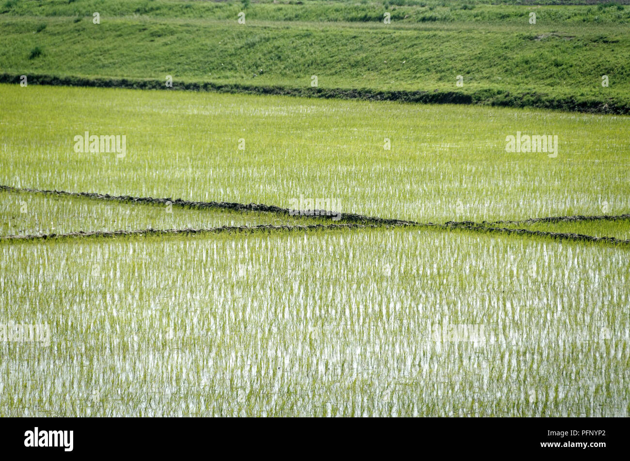 Korea rice fields hires stock photography and images Alamy