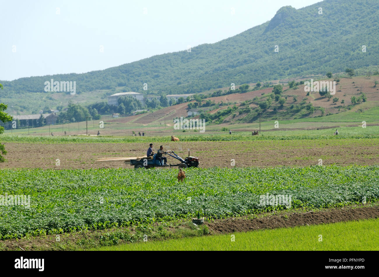 North korea, two men driving a small tractor across a rice field Stock Photo