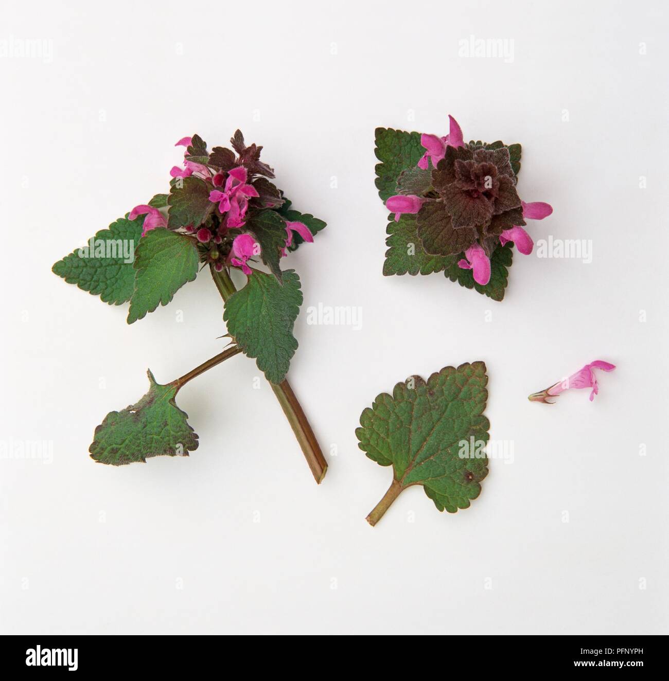 Lamium purpureum (Red dead-nettle), leaves and pink flowers Stock Photo