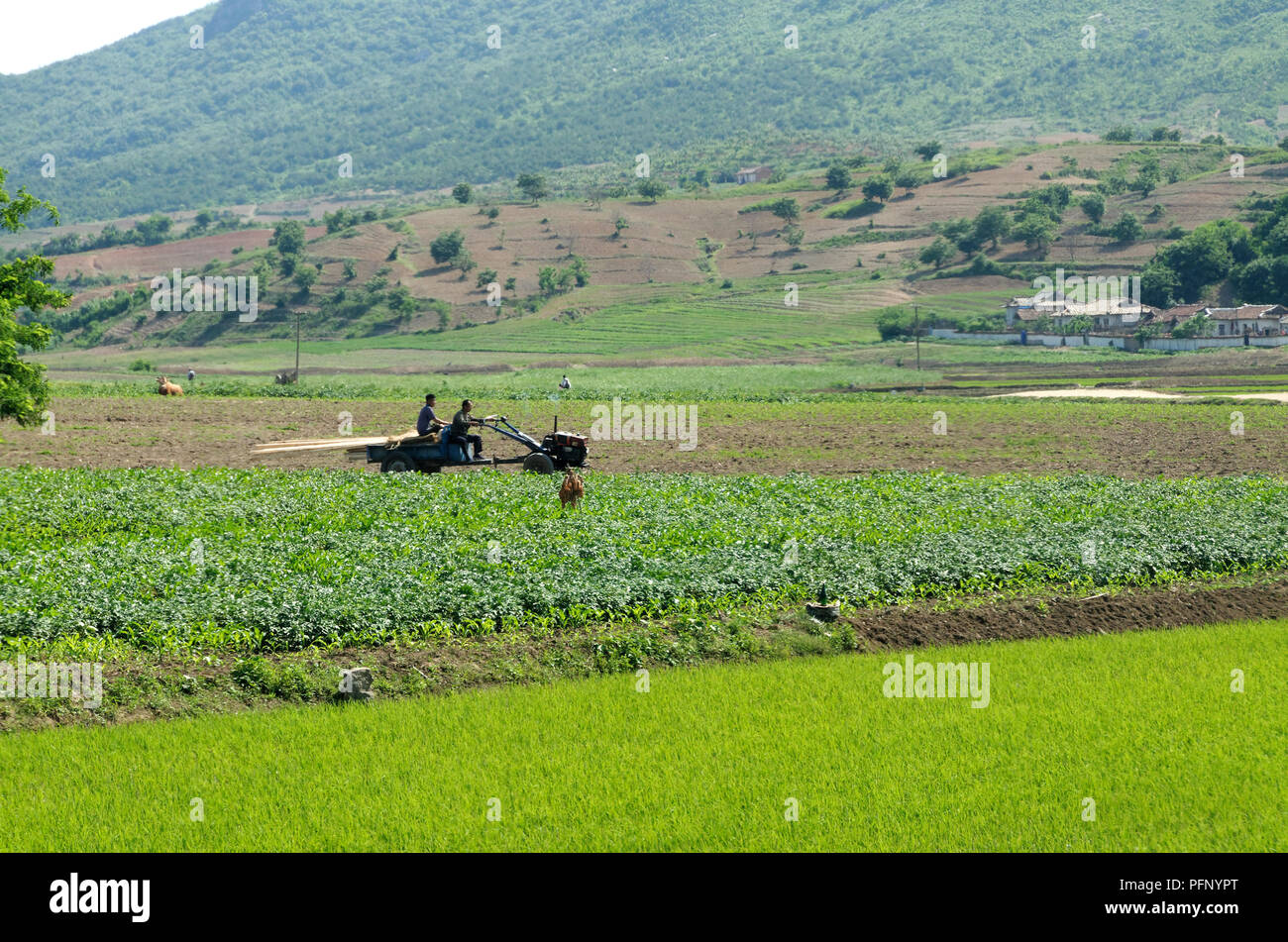North korea, two men driving a small tractor across a rice field Stock Photo